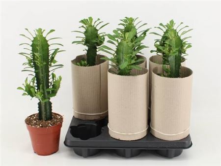 <h4>Euphorbia ingens</h4>
