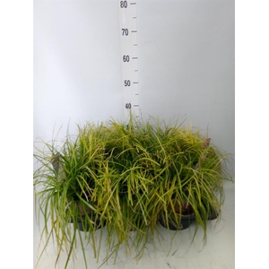 Carex oshimensis 'Everco Eversheen'