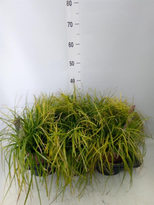 <h4>Carex oshimensis 'Everco Eversheen'</h4>