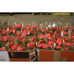ANTHURIUM P12 VERMELHO