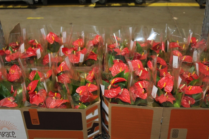 <h4>ANTHURIUM P12 VERMELHO</h4>