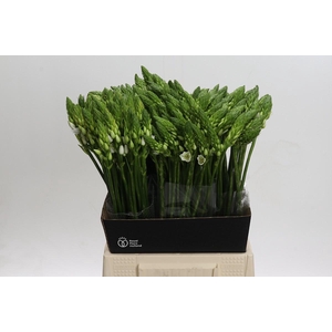 Ornithogalum Mount Fuji