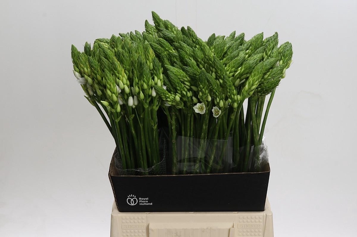 <h4>Ornithogalum Mount Fuji</h4>