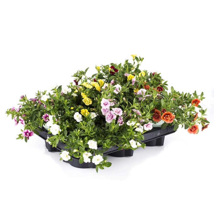 <h4>CALIBRACHOA-HYBRID p12</h4>