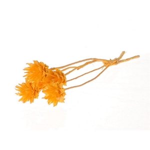 Dried flowers Plumosum 35cm x5