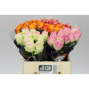 Rosa Gr Gemengd Equinox
