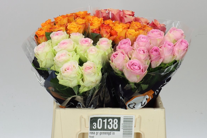 <h4>Rosa Gr Gemengd Equinox</h4>
