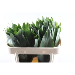 Deco Gr Aspidistra (70 Cm)