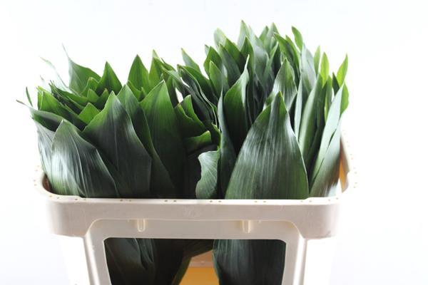 <h4>Deco Gr Aspidistra (70 Cm)</h4>