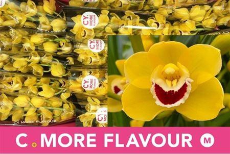 <h4>Cymb Mi Golden Boy</h4>