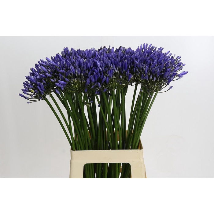 <h4>Agapanthus Blue Heaven</h4>
