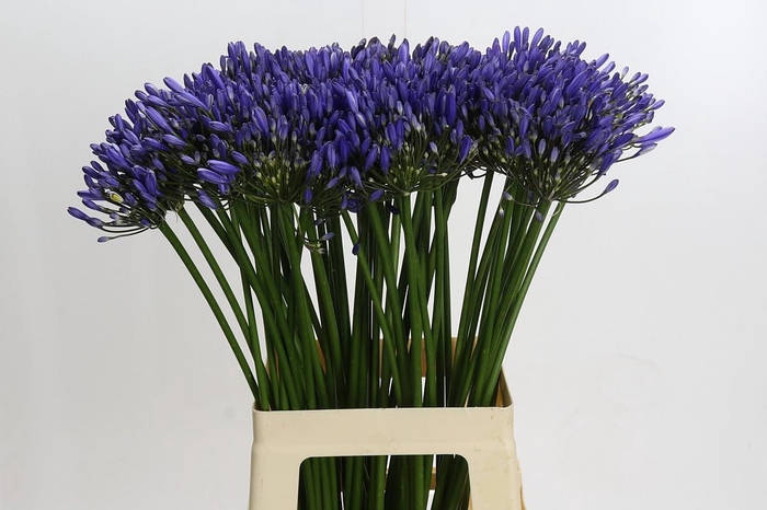 <h4>Agapanthus Blue Heaven</h4>