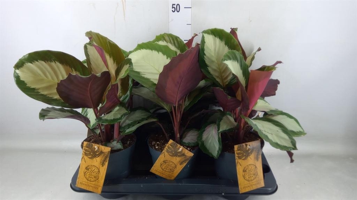 <h4>Calathea   ...</h4>