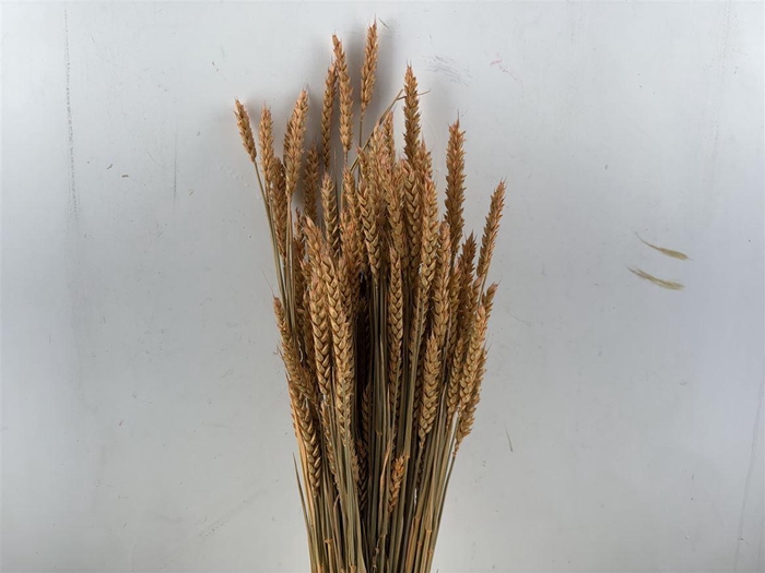 <h4>Dried Triticum X5 Frosted Salmon Bunch</h4>