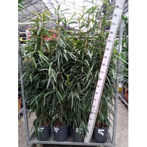 Ficus binn. 'Alii'