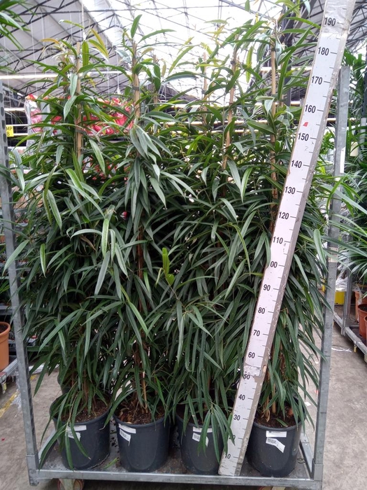 <h4>Ficus binn. 'Alii'</h4>