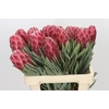 Protea Venus