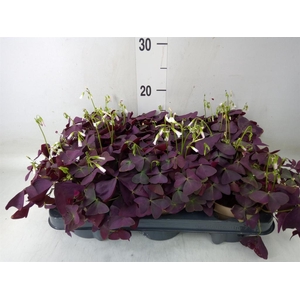 Oxalis trian. 'Mijke'