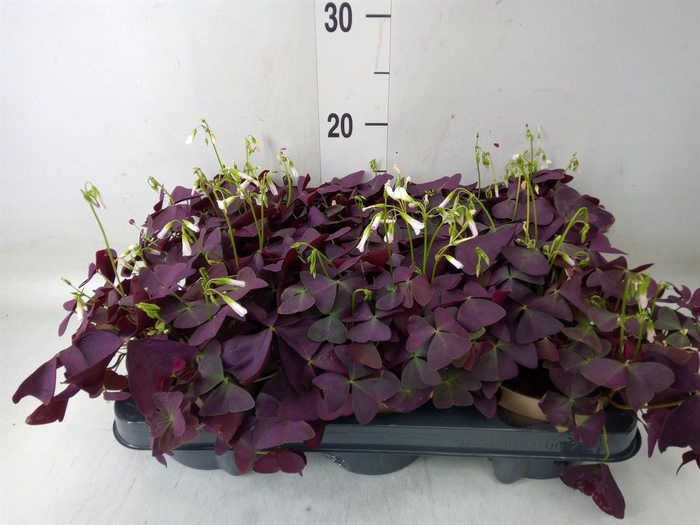 <h4>Oxalis trian. 'Mijke'</h4>