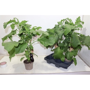 arr8 Aubergine Planten