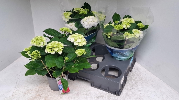 <h4>HYDR M SCHNEEBALL</h4>