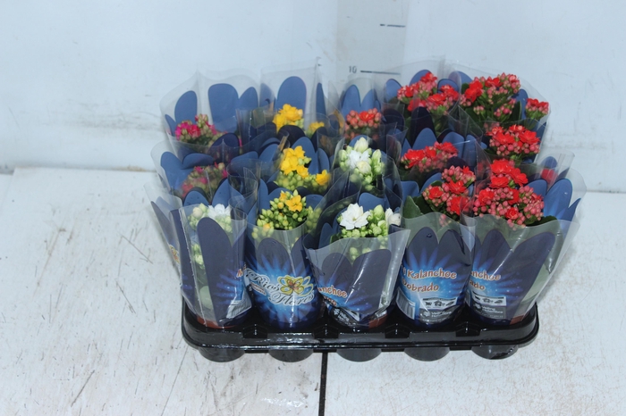 <h4>DIPLADENIA P15</h4>