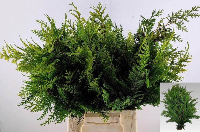 <h4>CHAMA LA STEWARTI BS</h4>