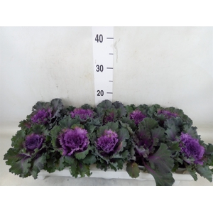 Brassica oler.