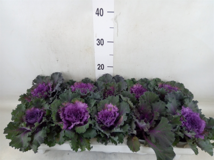 <h4>Brassica oler.</h4>