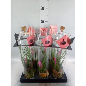 Arr. Tillandsia H%