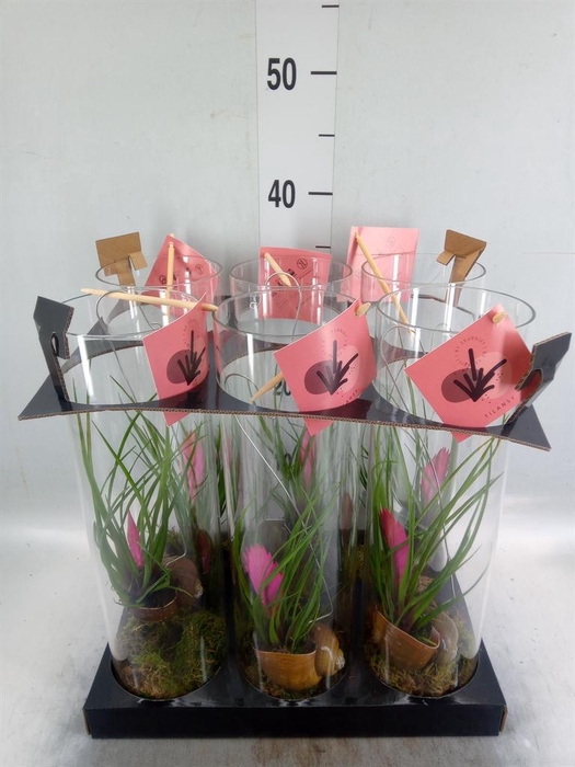 <h4>Arr. Tillandsia H%</h4>