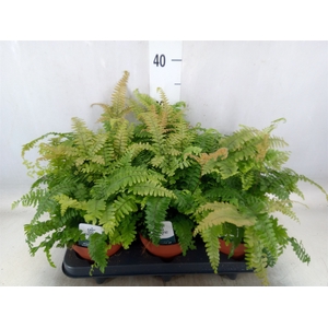 Adiantum tenerum 'Scutum Roseum'
