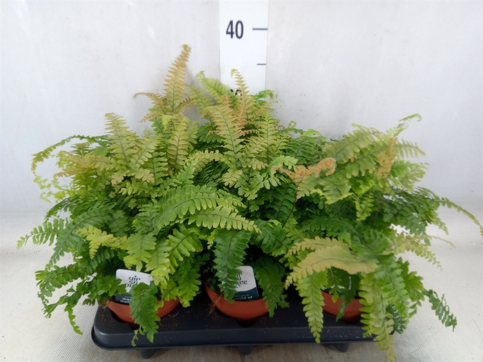 <h4>Adiantum tenerum 'Scutum Roseum'</h4>