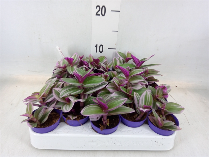 <h4>Tradescantia albif. 'Nanouk'</h4>