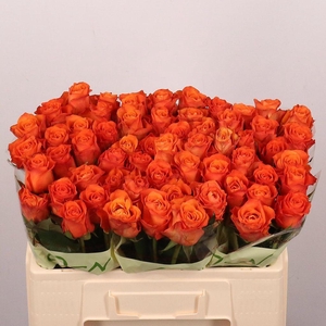 Rosa large orange wave