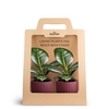 2-Pack Nordic Aubergine, Sofia P7