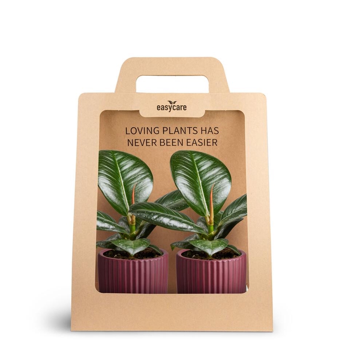 2-Pack Nordic Aubergine, Sofia P7