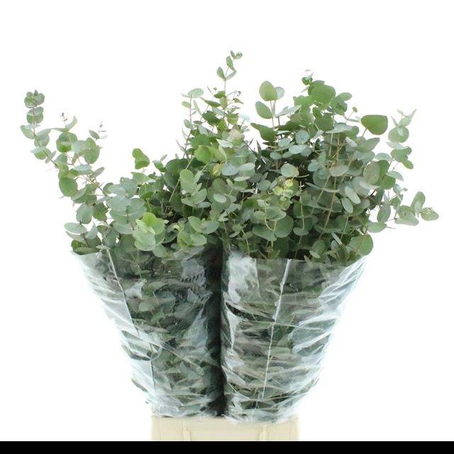 <h4>EUC CINEREA PER BOS</h4>