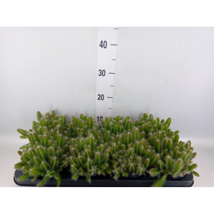<h4>Hylocereus undatus</h4>