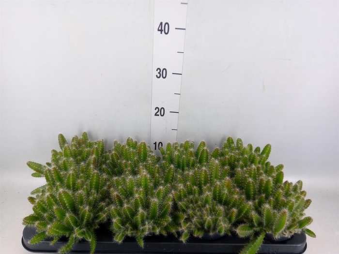 <h4>Hylocereus undatus</h4>