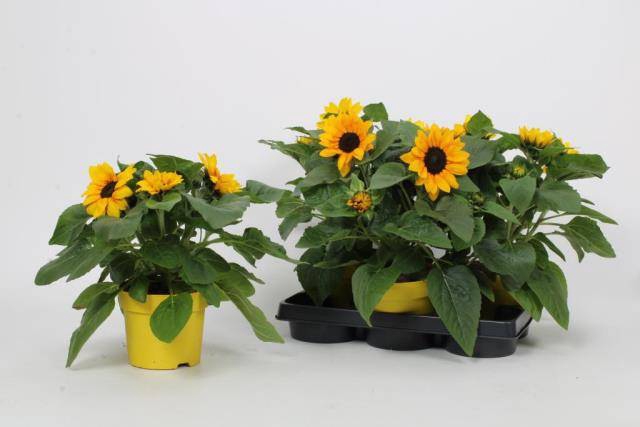 <h4>HELIANTHUS ANNUUS</h4>