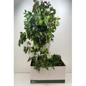 Cissus rhombifolia 'Ellen Danica'