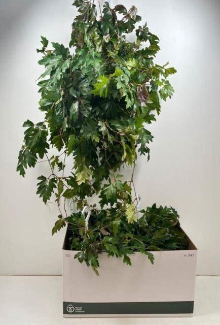 <h4>Cissus rhombifolia 'Ellen Danica'</h4>