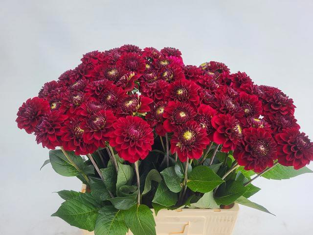 <h4>DAHL BLACK FOX</h4>