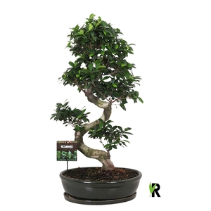 Ficus microcarpa 'Ginseng'