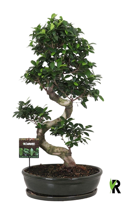 <h4>Ficus microcarpa 'Ginseng'</h4>