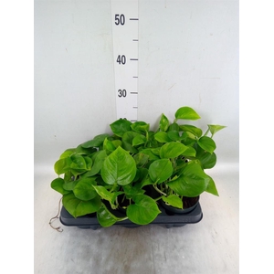 Epipremnum pinn. 'Global Green'