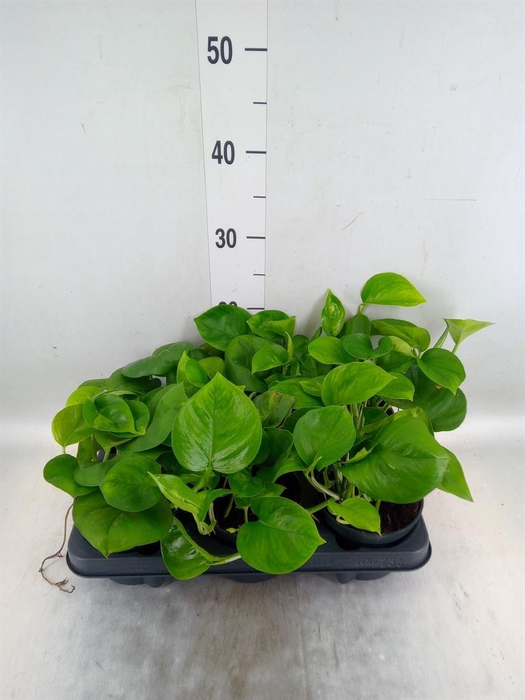 <h4>Epipremnum pinn. 'Global Green'</h4>