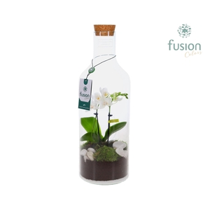 Green Bottle Fles Medium met Phalaenopsis 24 uur levertijd