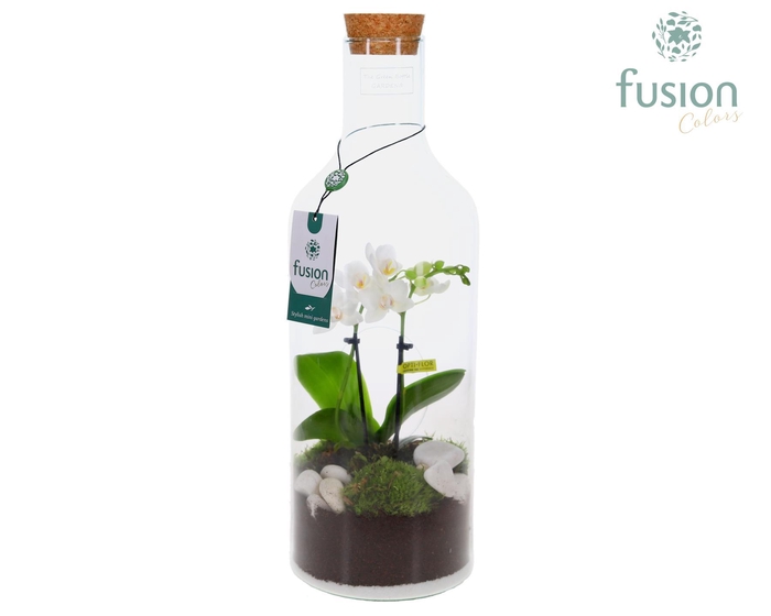 <h4>Green Bottle Fles Medium met Phalaenopsis 24 uur levertijd</h4>